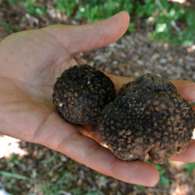 Truffle Hunting in Umbria with Wild Foods - A Photo Journal