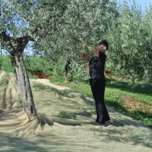Our Olive Harvest 2012