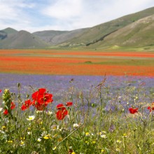 Fioritura al Piano Grande 2012