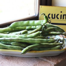 Celebrating Fava Beans