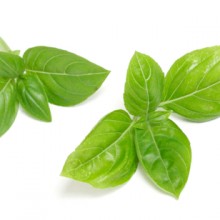 Italian Herb Of The Month - Basil