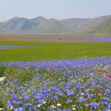 Friday Photos From Umbria ~ July 17th, 2015